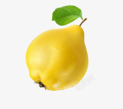 水晶梨黄色鸭梨高清图片