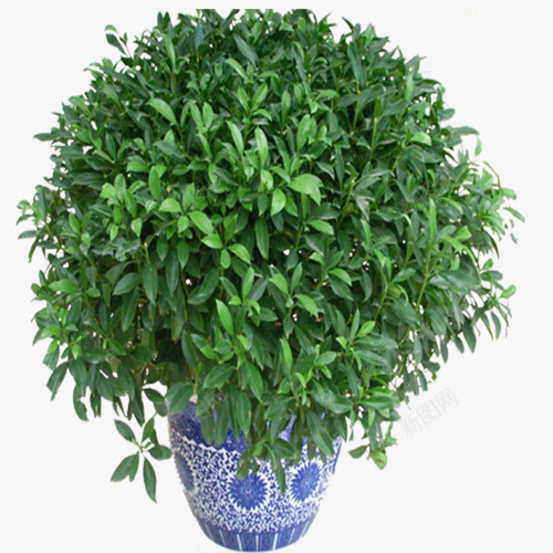 鲜花植物盆栽png免抠素材_88icon https://88icon.com 植物 盆栽 鲜花