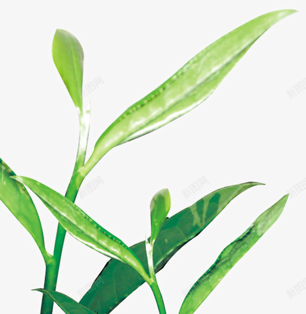 绿色茶叶植物包装插图png免抠素材_88icon https://88icon.com 包装 插图 植物 绿色 茶叶