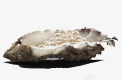 海螺里的珍珠素材