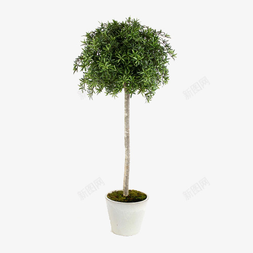 绿色植物盆栽大头树植物png免抠素材_88icon https://88icon.com 大头树 植物 白色瓷盆 盆栽绿植