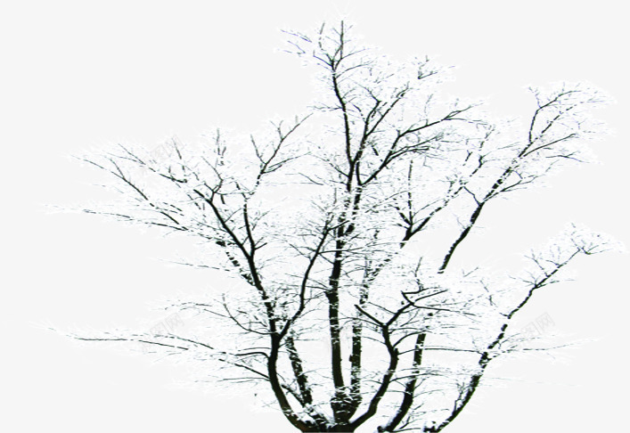 摄影合成白色的雪花树木png免抠素材_88icon https://88icon.com 合成 摄影 树木 白色 雪花