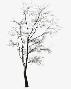 树枝白茫茫冬季雪景素材