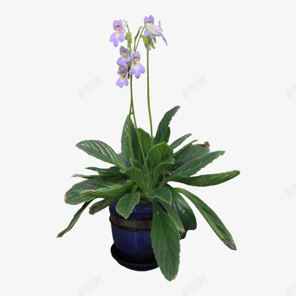 绿色植物png免抠素材_88icon https://88icon.com 景观花盆 盆栽 绿化装饰 绿色植物