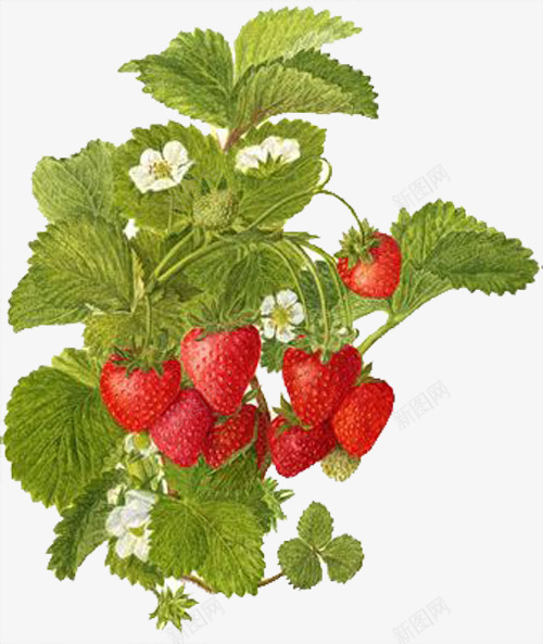 绿叶草莓png免抠素材_88icon https://88icon.com 红色 绿叶 草莓 草莓花