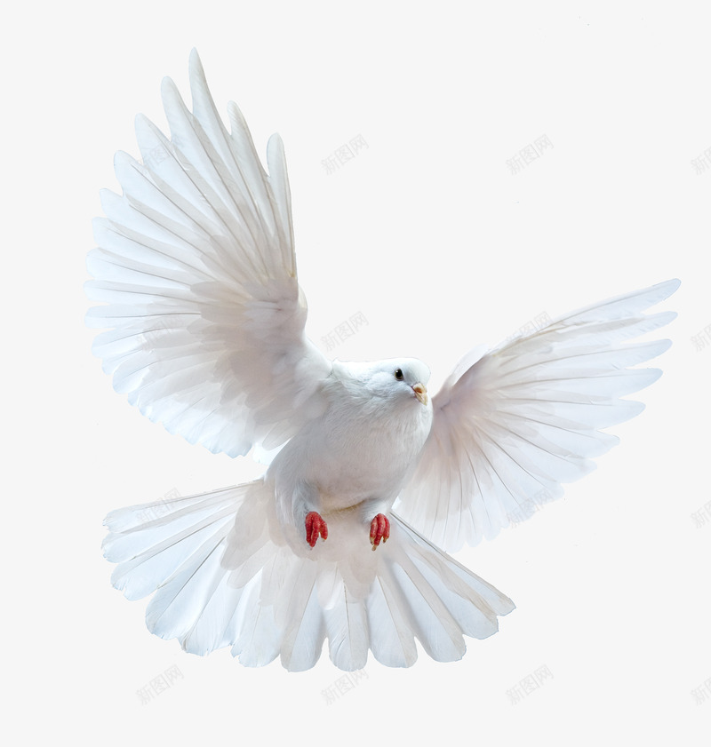 白色飞翔的鸽子png免抠素材_88icon https://88icon.com 免抠图 效果图 白鸽 羽毛 装饰图 装饰画 飞禽