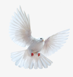 白鸽装饰白色飞翔的鸽子高清图片