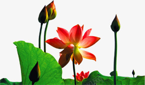 植物荷花荷包荷叶png免抠素材_88icon https://88icon.com 植物 荷包 荷叶 荷花