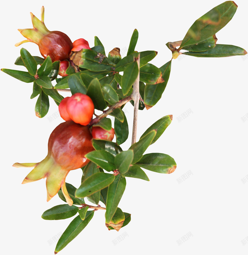漂亮石榴png免抠素材_88icon https://88icon.com 叶子 果枝 枝叶 树枝 漂亮枝叶 石榴种类 红色石榴 绿叶