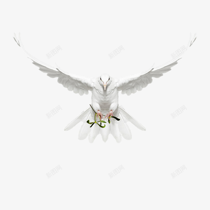 飞翔的白鸽png免抠素材_88icon https://88icon.com 白色和平鸽 羽毛动物 鸽子图案 鸽子飞素材