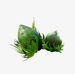 棉花桃素材