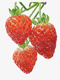 红柄手绘草莓高清图片