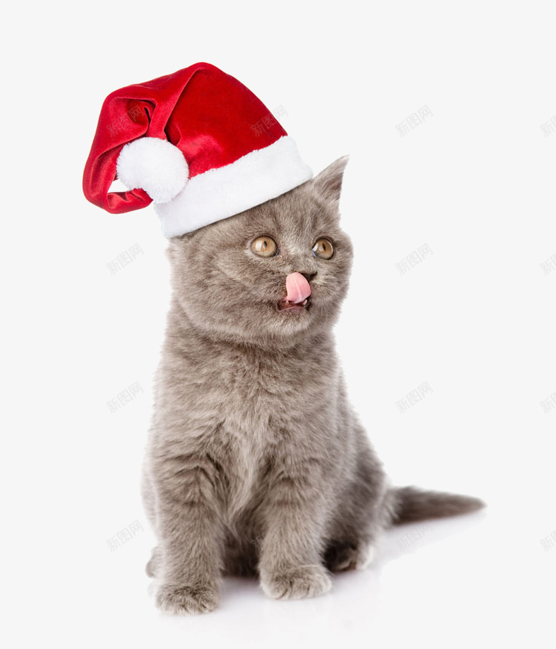 带圣诞帽的馋猫png免抠素材_88icon https://88icon.com 帽子 猫咪 红色 节日元素