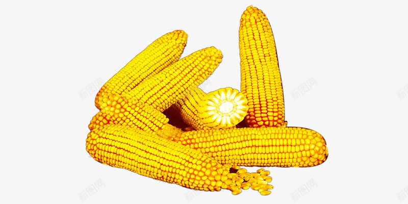 玉米一堆png免抠素材_88icon https://88icon.com 玉米 玉米棒子 秋收 苞米 金黄色