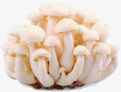 实物白玉新鲜的白玉菇实物图高清图片