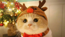 猫咪狗狗圣诞帽圣诞节圣诞猫咪高清图片
