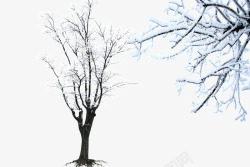 结冰的树木枝雪景树木高清图片