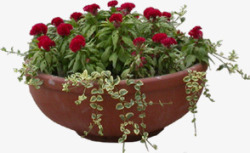 红色花朵盆栽装饰素材