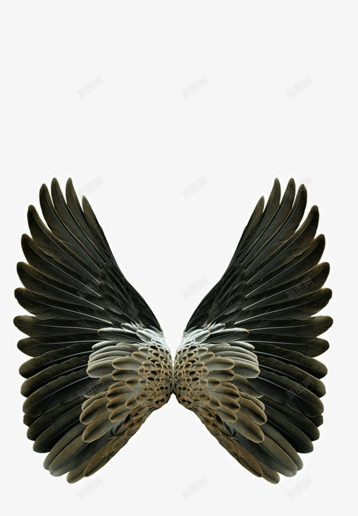 飞翔的翅膀png免抠素材_88icon https://88icon.com 创意广告 唯美神圣 天使翅膀 太阳天使 绚丽唯美 羽毛 翅膀 翅膀样式