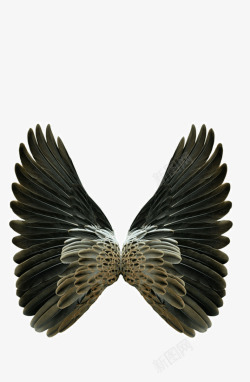 翅膀样式飞翔的翅膀高清图片