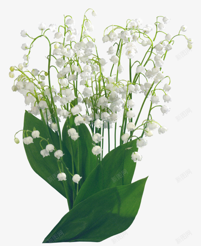 盆栽白色花朵绿色叶子png免抠素材_88icon https://88icon.com 叶子 白色 盆栽 绿色 花朵