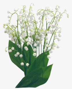 盆栽白色花朵绿色叶子素材