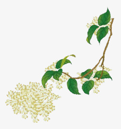 中国风白色桂花树素材