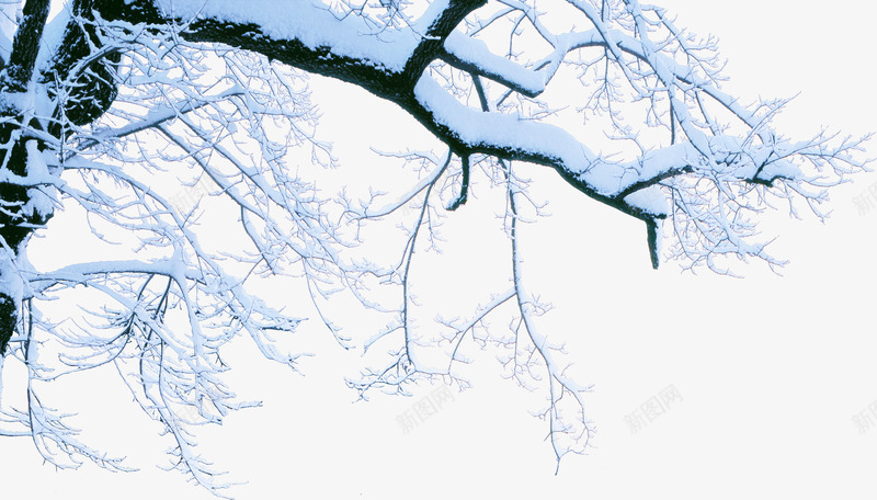 白色创意树枝下雪雪景png免抠素材_88icon https://88icon.com 下雪 创意 树枝 白色 雪景