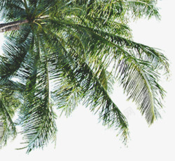海滩椰树仰视图素材