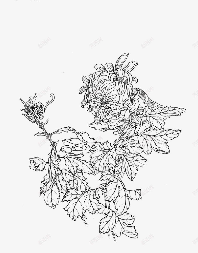 菊花工笔画png免抠素材_88icon https://88icon.com 工笔画 手绘 植物 线稿 花卉 菊花