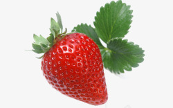 一颗草莓叶子素材
