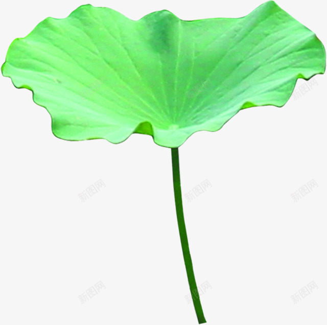 浅绿色荷叶夏天png免抠素材_88icon https://88icon.com 夏天 绿色 荷叶