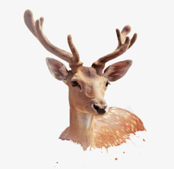 鹿水彩圣诞节小鹿高清图片