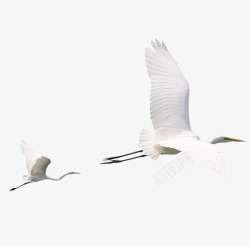白色大雁飞起的大雁高清图片