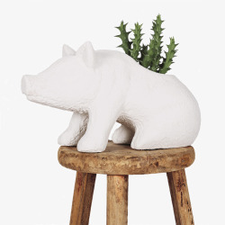 小猪盆栽凳子上的小猪盆栽高清图片