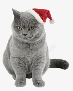 带圣诞帽子的灰猫素材