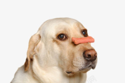 抱着食物的狗可爱动物的食物狗嘴巴上的饼干实高清图片