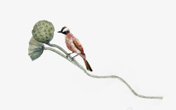 手绘水墨中国风站在莲蓬上的小鸟素材