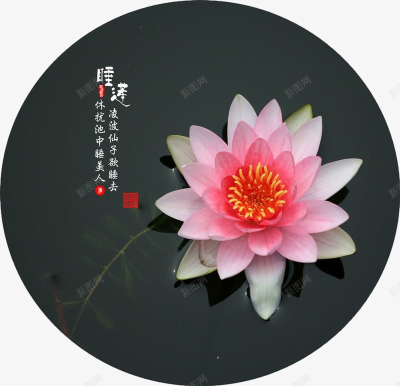 漂亮的睡莲png免抠素材_88icon https://88icon.com 国画 睡莲 荷花 莲花