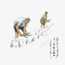 种植水稻插画中国风农耕高清图片