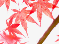 宏观照片的枫树叶在秋天素材