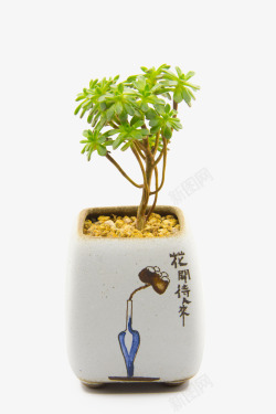 花开待人来花盆绿植素材