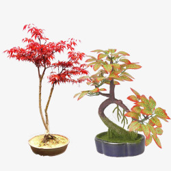 红色叶子盆栽室内装饰素材