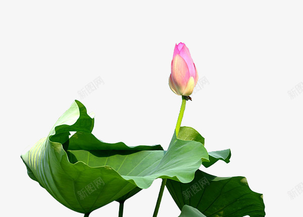 手绘荷叶花苞荷花苞png免抠素材_88icon https://88icon.com 半开荷花 手绘 花苞 荷叶
