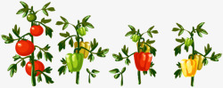 种植的辣椒素材