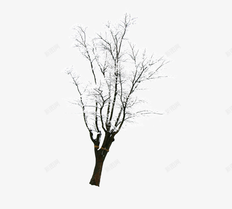 雪景中的树png免抠素材_88icon https://88icon.com 冬 冬季 树 雪地 雪景