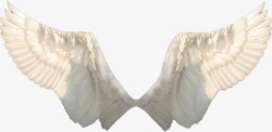 洁白的翅膀洁白飞翔翅膀高清图片