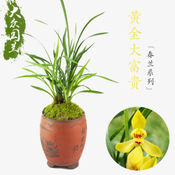 盆栽绿草兰花素材