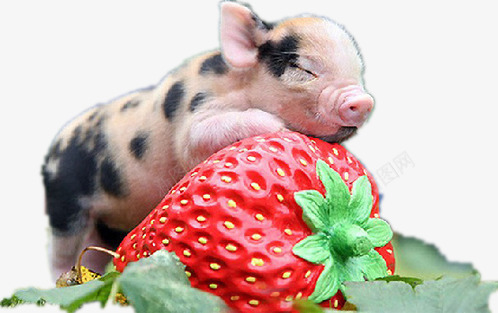 趴在草莓上的宠物猪png免抠素材_88icon https://88icon.com 产品实物 动物 宠物猪 家禽