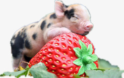 趴在草莓上的宠物猪素材